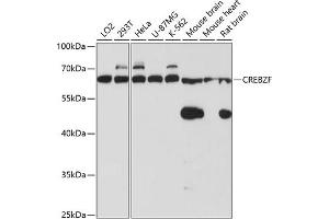 Western blot analysis of extracts of various cell lines, using CREBZF antibody (ABIN6127661, ABIN6139024, ABIN6139025 and ABIN6220268) at 1:3000 dilution. (CREBZF 抗体  (AA 1-354))