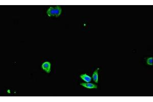 Immunofluorescent analysis of HepG2 cells using ABIN7156891 at dilution of 1:100 and Alexa Fluor 488-congugated AffiniPure Goat Anti-Rabbit IgG(H+L) (IL32 抗体  (AA 31-234))