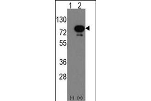 Western blot analysis of Deaf1(arrow) using rabbit polyclonal Deaf1 Antibody (Human C-term) (ABIN389164 and ABIN2839330). (DEAF1 抗体  (C-Term))