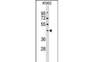 PELI1 Antibody (Center) (ABIN1537962 and ABIN2850273) western blot analysis in K562 cell line lysates (35 μg/lane).