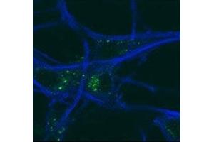 GABARAP antibody testing of mouse MEFs and mouse motor neurons.