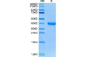 Tissue factor Protein (AA 35-248) (His tag)