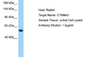 Host: Rabbit Target Name: CTNNA3 Sample Type: Jurkat Whole Cell lysates Antibody Dilution: 1. (CTNNA3 抗体  (N-Term))