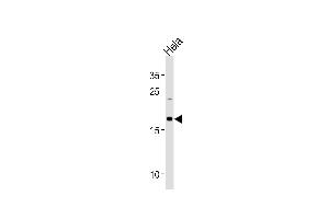Western Blotting (WB) image for anti-NADH Dehydrogenase (Ubiquinone) 1 beta Subcomplex, 10, 22kDa (NDUFB10) (AA 43-70) antibody (ABIN1881570)