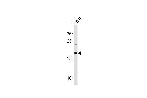 NDUFB10 Antibody (Center) (ABIN1881570 and ABIN2843422) western blot analysis in Hela cell line lysates (35 μg/lane). (NDUFB10 抗体  (AA 43-70))