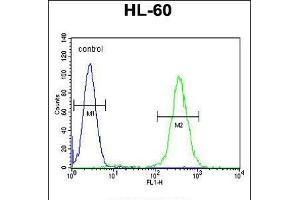 Flow cytometric analysis of HL-60 cells (right histogram) compared to a negative control cell (left histogram). (RINL 抗体  (N-Term))