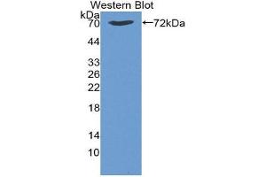 Western Blotting (WB) image for anti-Heat Shock 70kDa Protein 1B (HSPA1B) (AA 1-641) antibody (ABIN1859212) (HSPA1B 抗体  (AA 1-641))