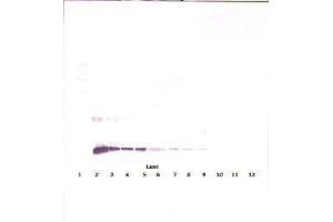 Image no. 1 for anti-Interleukin 10 (IL10) antibody (ABIN465277) (IL-10 抗体)
