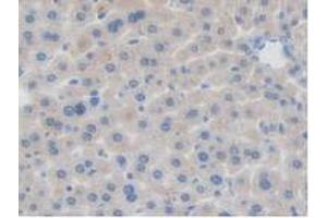 IHC-P analysis of Mouse Liver Tissue, with DAB staining. (BRD8 抗体  (AA 797-951))
