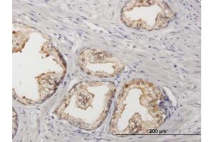 Immunoperoxidase of purified MaxPab antibody to SORD on formalin-fixed paraffin-embedded human prostate. (SORD 抗体  (AA 1-357))