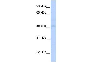 GSDML antibody used at 1 ug/ml to detect target protein.