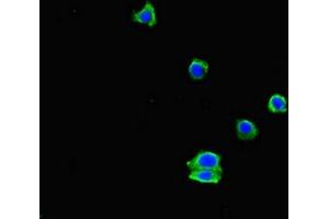 Immunofluorescent analysis of HepG2 cells using ABIN7151461 at dilution of 1:100 and Alexa Fluor 488-congugated AffiniPure Goat Anti-Rabbit IgG(H+L) (EHD3 抗体  (AA 269-498))