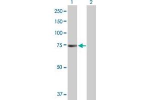Western Blot analysis of PRKAA1 expression in transfected 293T cell line by PRKAA1 MaxPab polyclonal antibody. (PRKAA1 抗体  (AA 1-574))