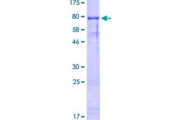 Olfactomedin 4 Protein (OLFM4) (AA 1-510) (GST tag)