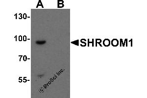 Western Blotting (WB) image for anti-Shroom Family Member 1 (SHROOM1) (C-Term) antibody (ABIN1077406) (SHROOM1 抗体  (C-Term))