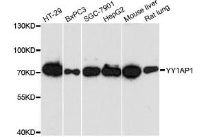 Western blot analysis of extracts of various cell lines, using YY1AP1 antibody. (YY1AP1 抗体)