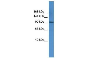 AP2A1 antibody used at 0. (alpha Adaptin 抗体  (C-Term))