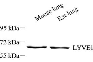 Western blot analysis of LYVE1 (ABIN7074522),at dilution of 1: 1000 (LYVE1 抗体)