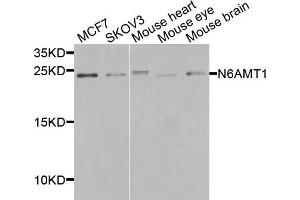 Western blot analysis of extracts of various cells, using N6AMT1 antibody. (N6AMT1 抗体)