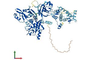 AlphaFold protein structure predicition of Human Recombinant CAPN11 Protein, UniprotID Q9UMQ6