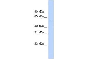 WB Suggested Anti-HTR2B Antibody Titration:  0. (Serotonin Receptor 2B 抗体  (N-Term))