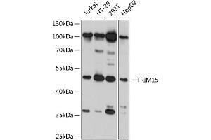 Western blot analysis of extracts of various cell lines, using TRIM15 antibody (ABIN6132733, ABIN6149504, ABIN6149505 and ABIN6215428) at 1:3000 dilution. (TRIM15 抗体  (AA 1-330))