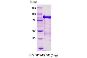 Protein Arginine Methyltransferase 1 (PRMT1) (AA 1-353) (Active) protein (His-MBP)