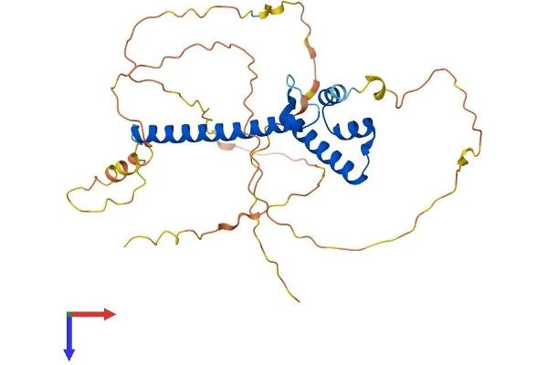 NEUROD6 Protein (AA 1-337) (His tag)