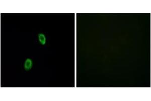 Immunofluorescence analysis of HuvEc cells, using OR1D2 Antibody. (OR1D2 抗体  (AA 201-250))