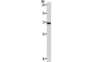 Western Blotting (WB) image for anti-SRY (Sex Determining Region Y)-Box 13 (SOX13) antibody (ABIN2426908) (SOX13 抗体)