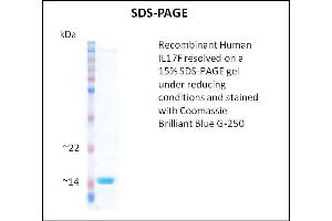 SDS-PAGE (SDS) image for Interleukin 17F (IL17F) (Active) protein (ABIN5509782) (IL17F 蛋白)