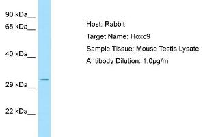 WB Suggested Anti-Hoxc9 Antibody   Titration: 1. (HOXC9 抗体  (C-Term))