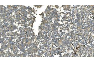 IHC analysis of Carbonic Anhydrase 13/CA13 using anti-Carbonic Anhydrase 13/CA13 antibody (ABIN7603164).