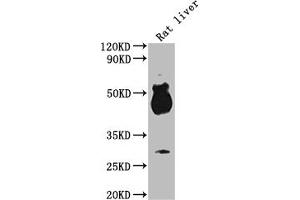 Western Blot Positive WB detected in: Rat liver tissue All lanes: Avpr1b antibody at 1:2000 Secondary Goat polyclonal to rabbit IgG at 1/50000 dilution Predicted band size: 48 kDa Observed band size: 48 kDa (AVPR1B 抗体  (AA 224-284))