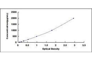 Periostin (POSTN) ELISA Kit