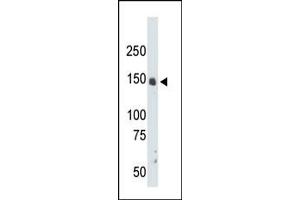 The anti-CRK7 Pab (ABIN391769 and ABIN2841631) is used in Western blot to detect CRK7 in mouse liver tissue lysate. (CDK12 抗体  (N-Term))