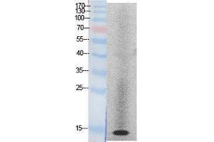 Western Blotting (WB) image for anti-Histone H2A (Internal Region) antibody (ABIN3181050) (Histone H2A 抗体  (Internal Region))