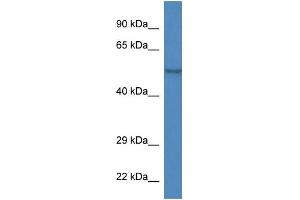 WB Suggested Anti-Zfp161 Antibody   Titration: 1. (ZBTB14/ZFP161 抗体  (Middle Region))