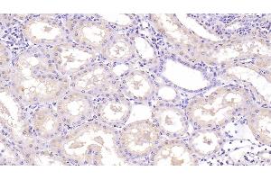 Detection of NT3 in Human Kidney Tissue using Monoclonal Antibody to Neurotrophin 3 (NT3) (Neurotrophin 3 抗体  (AA 130-255))