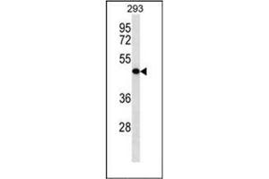 Western blot analysis of KLRG2 Antibody (N-term) in 293 cell line lysates (35ug/lane). (KLRG2 抗体  (N-Term))
