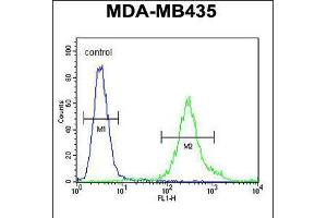 Flow cytometric analysis of MDA-MB435 cells (right histogram) compared to a negative control cell (left histogram). (FBXL2 抗体  (C-Term))