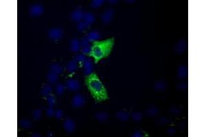 Anti-MIOX mouse monoclonal antibody (ABIN2453304) immunofluorescent staining of COS7 cells transiently transfected by pCMV6-ENTRY MIOX (RC210070). (MIOX 抗体)