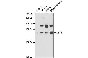 Western blot analysis of extracts of various cell lines, using CBFB antibody (ABIN6130041, ABIN6138000, ABIN6138001 and ABIN6220926) at 1:1000 dilution. (CBFB 抗体  (AA 1-182))