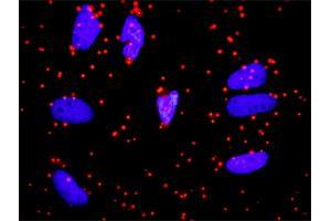 Proximity Ligation Analysis of protein-protein interactions between APOA1 and FGA. (FGA 抗体  (AA 1-218))