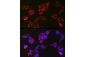 Immunofluorescence analysis of HepG2 cells using LBP Rabbit pAb (ABIN7268285) at dilution of 1:250 (40x lens). (LBP 抗体)