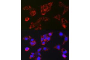Immunofluorescence analysis of HepG2 cells using LBP Rabbit pAb (ABIN7268285) at dilution of 1:250 (40x lens). (LBP 抗体)