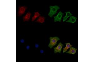 ABIN7094317 and ABIN7098364 staining HepG2 cells by IF/ICC.