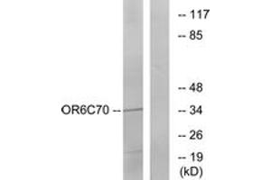 Western Blotting (WB) image for anti-Olfactory Receptor, Family 6, Subfamily C, Member 70 (OR6C70) (AA 231-280) antibody (ABIN2890950) (OR6C70 抗体  (AA 231-280))