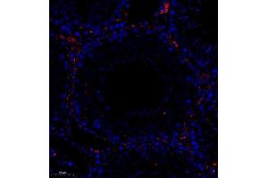 Immunofluorescence (Paraffin-embedded Sections) (IF (p)) image for anti-Collectin Sub-Family Member 12 (COLEC12) antibody (ABIN7073552)