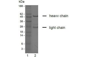 SDS-PAGE analysis of purified YD-9H8 monoclonal antibody. (Claudin 6/9 抗体)